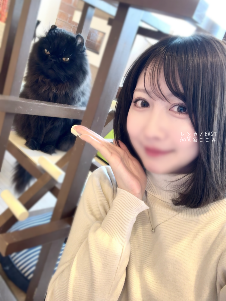 猫カフェデート🐱‧+˚♡彡